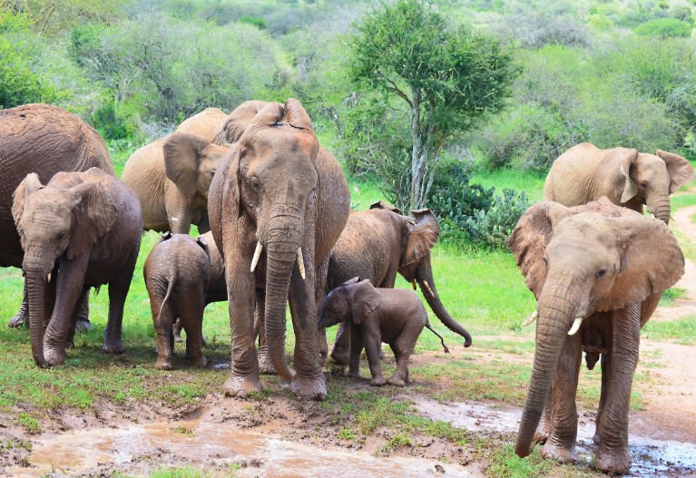 A rush for the mud bath at Mpala Research Center